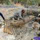 Image for article titled 16-foot dinosaur tail unearthed in Mexico is in perfect condition